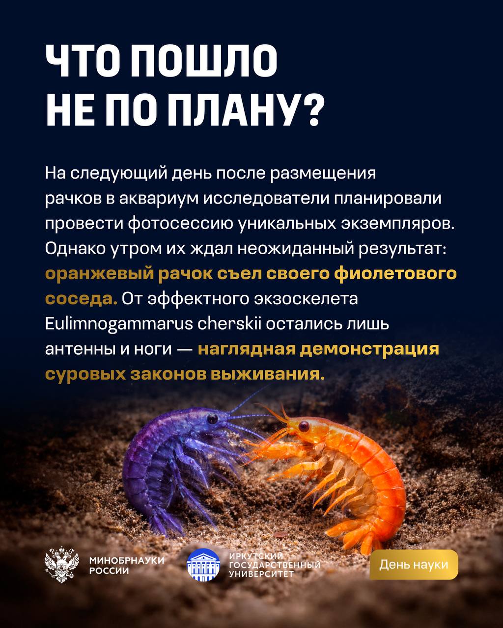 Эксперимент с байкальскими амфиподами Эксперимент с байкальскими амфиподами