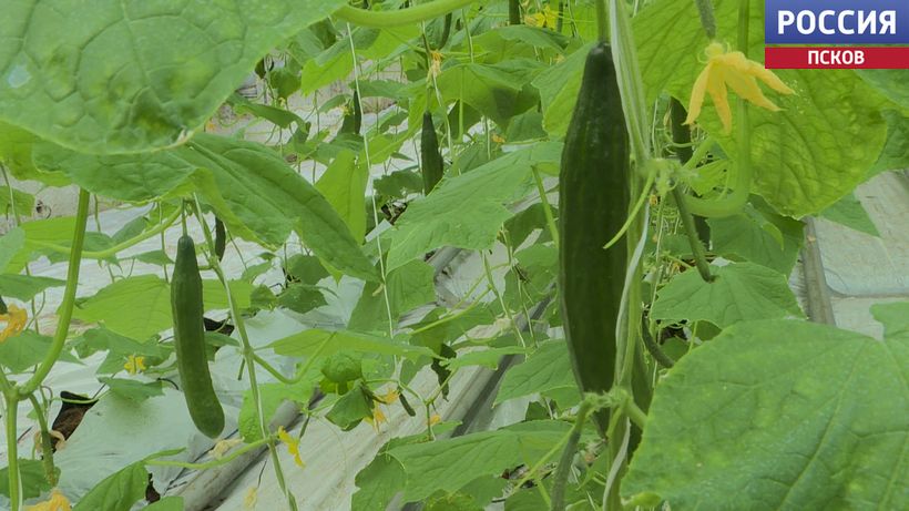 "Подорожание огурцов - не желание самих производителей" - Светлана Герт