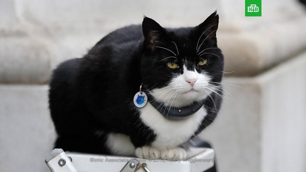 Умер кот Палмерстон, бывший «главный мышелов» британского МИД