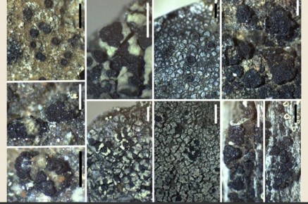 На Шпицбергене ученые нашли нехарактерные для Арктики лишайники