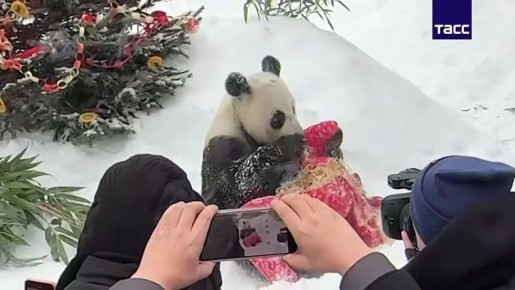 В Московском зоопарке проходит фестиваль в честь китайского Нового года