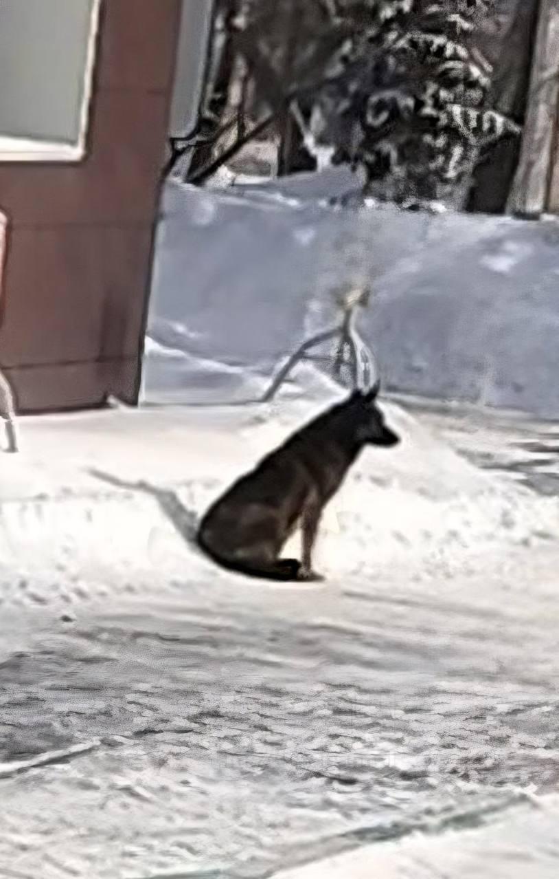 «Додо Пиццу» отменяют после увольнения курьера за помощь собаке: компания пытается отправдаться «Додо Пиццу» отменяют после увольнения курьера за помощь собаке: компания пытается отправдаться