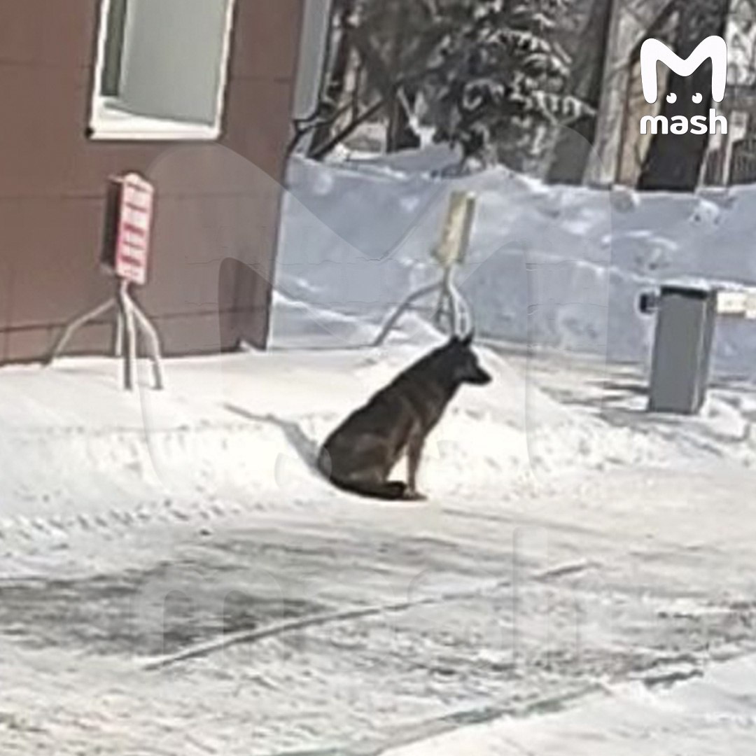 Собаку, из-за которой "Додо пиццу" захейтили в соцсетях, пытаются отловить и отправить в челябинский приют для бездомных животных Собаку, из-за которой "Додо пиццу" захейтили в соцсетях, пытаются отловить и отправить в челябинский приют для бездомных животных