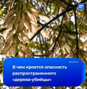 Опасно даже для детских площадок: уральские ученые рассказали о «дереве-убийце»
