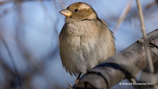 ������� �������� ����� �� "�������� ��������" ����� �������� � ������