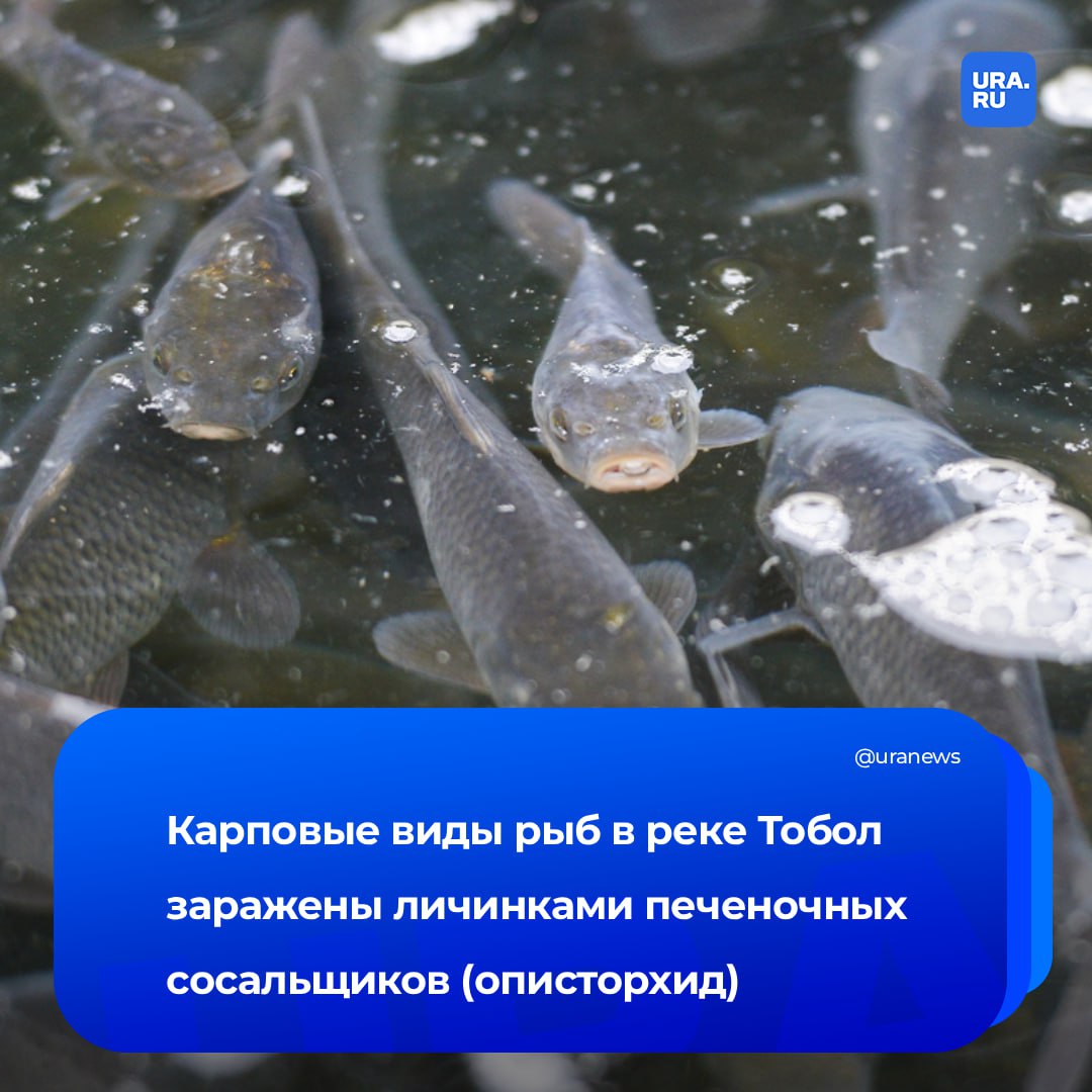 Природный очаг описторхоза нашелся на Урале