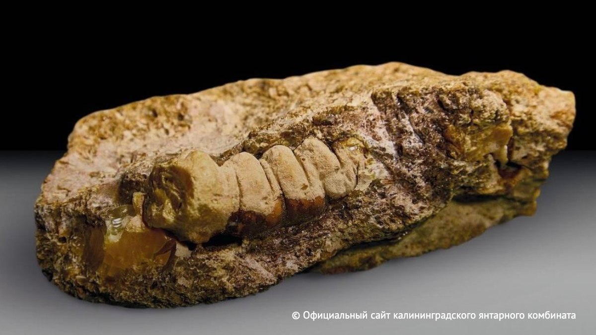 В Калининграде нашли самородок янтаря в форме древнего жука, говорится в сообщении калининградского янтарного комбината