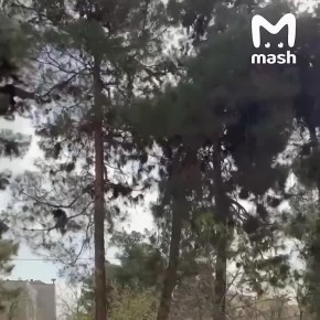 ����������� ������ �������� �������� ���������� ��� ����������� ������� ������� "��� �����"