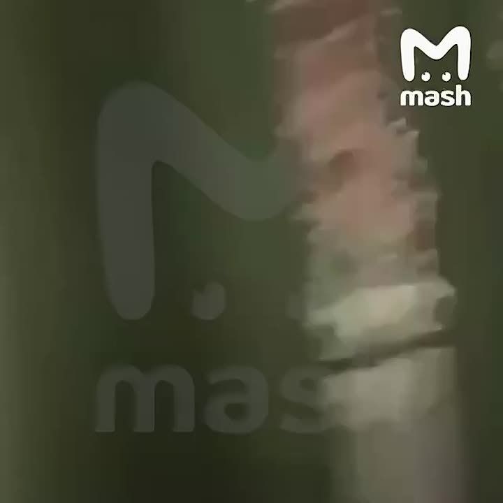 ����� ������ "������" �� ������� � ��������, ������ �������� ����