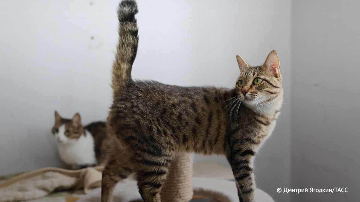 Кошки и другие домашние животные не могут попасть в рай, поскольку не обладают бессмертной душой, поэтому любить их надо при жизни, рассказал ТАСС священник Первозванский