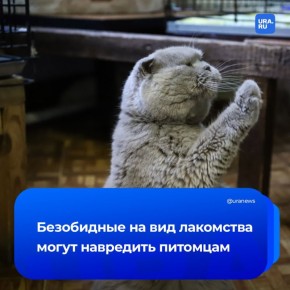 Делитесь ли вы с домашними питомцами едой? Ветеринары подсчитали, что один 30-граммовый кубик сыра по калорийности сравним для четвероногих с двумя пакетами чипсов в человеческом эквиваленте, сообщила газета Daily Mail