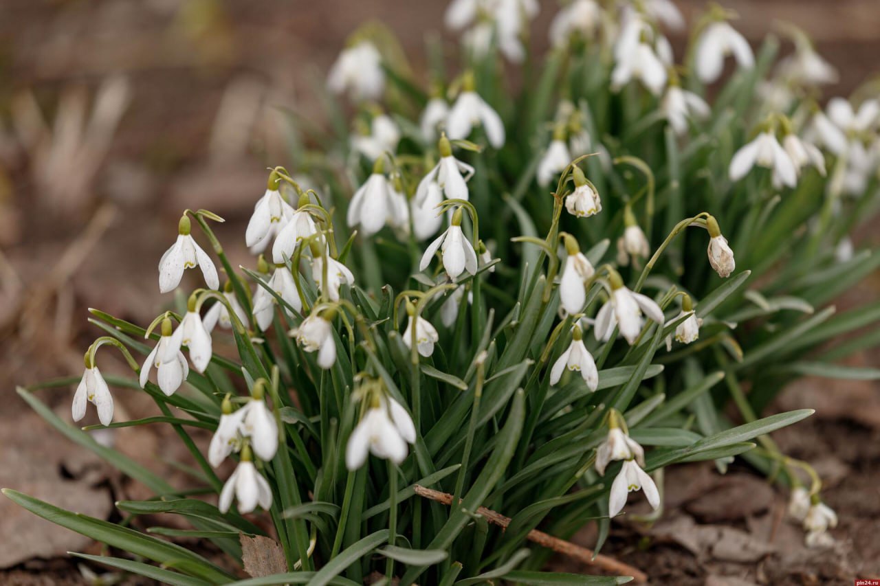Псковская область бьет рекорды тепла