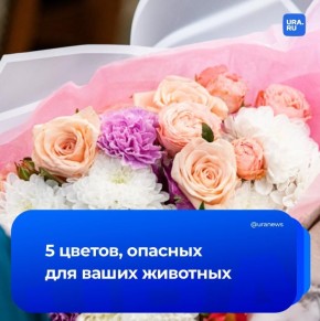 ���������� � ������: ����� ����� ������ ������ �� 8 �����, ���� � ����������� ������� ���� �������� ��������