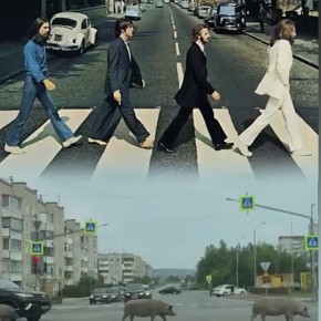 Свиней, держащих в страхе Ревду, отловят