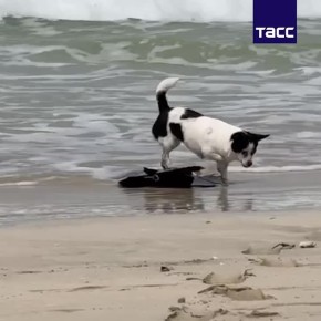 ���������� ����� �������, ����������������, ���� �� ����� �� ������ � ���, ������� ���� ���������, ������� ��������� � ������