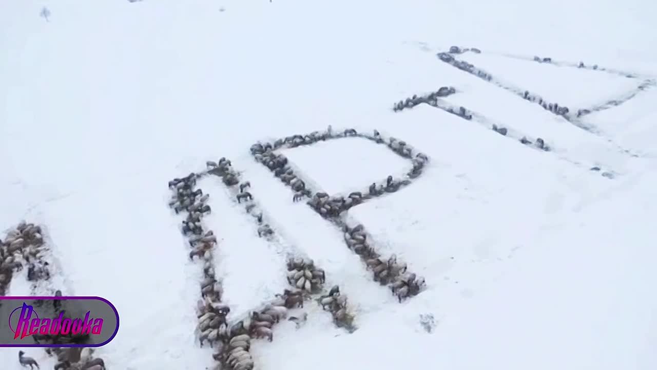 Самое масштабное поздравление с 8 Марта организовал фермер из Башкирии — ему помогли сотни овец