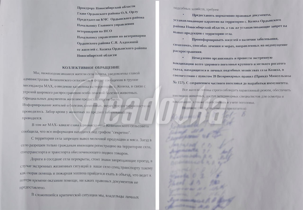 Жители новосибирского села перекрыли дорогу, чтобы не допустить уничтожения скота — власти заявили о внезапной вспышке пастерелеза Жители новосибирского села перекрыли дорогу, чтобы не допустить уничтожения скота — власти заявили о внезапной вспышке пастерелеза