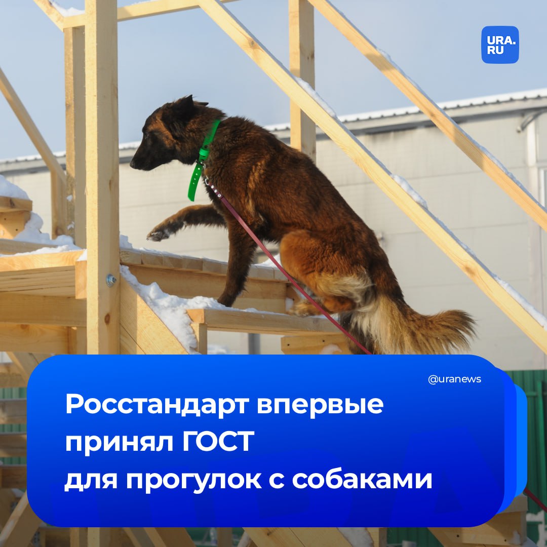 ГОСТ на территории для прогулок, занятий и игр с собаками впервые принял Росстандарт